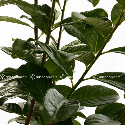 Laur englezesc (Prunus Laurocerasus Novita), h 70-90 cm