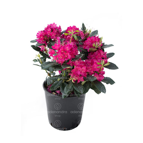Azalee de gradina (Rhododendron Hybridum), h 35-40 cm, mov