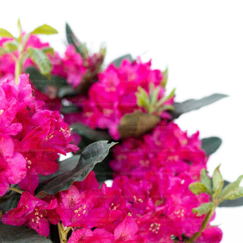 Azalee de gradina (Rhododendron Hybridum), h 35-40 cm, mov
