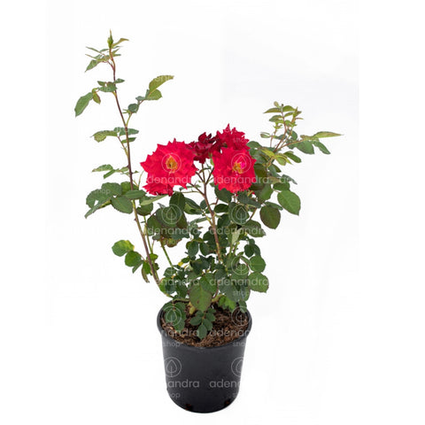 Trandafir de gradina, h 20-40 cm