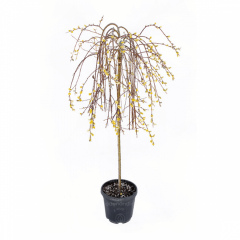 Salcie plangatoare (Salix Caprea Pendula), h 120-140 cm, verde