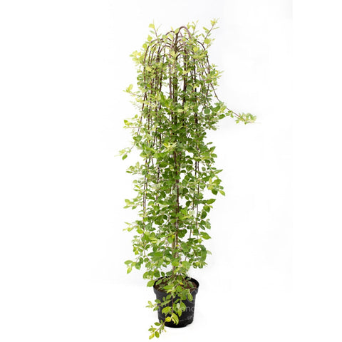 Salcie capreasca (Salix Caprea Pendula), h 150 cm