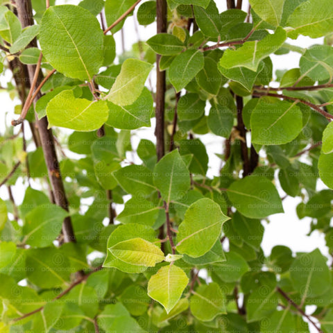 Salcie capreasca (Salix Caprea Pendula), h 150 cm