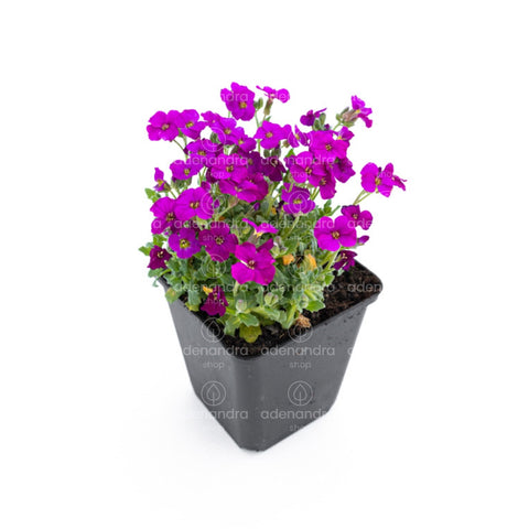 Ochiul Soarecelui (Saxifraga Arendsii), verde-mov