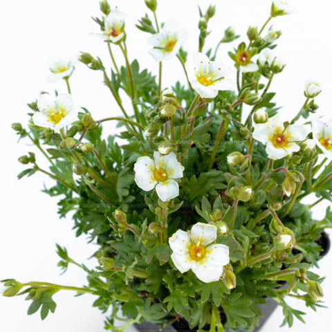 Ochiul Soarecelui (Saxifraga Arendsii), verde-mov