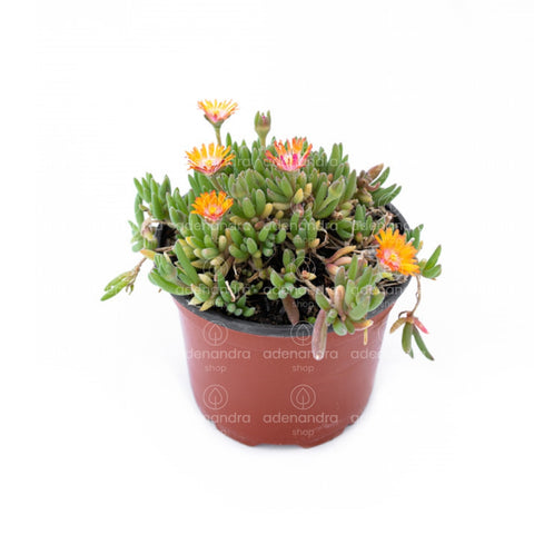 Planta Sedum