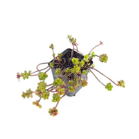 Planta suculenta Sedum Sachalin, verde