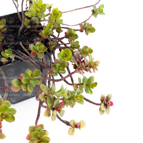 Planta suculenta Sedum Sachalin, verde