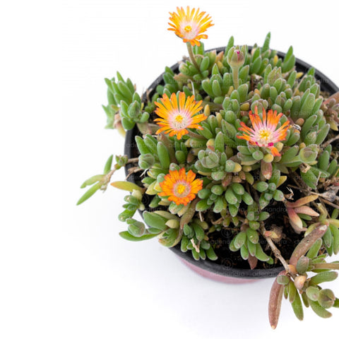 Planta Sedum