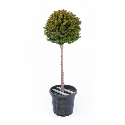 Tisa pe tulpina (Taxus Baccata),h 100-120cm, diam 40-45 cm