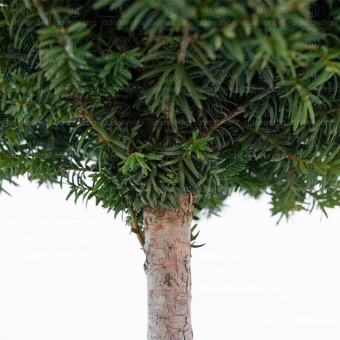 Tisa pe tulpina (Taxus Baccata),h 100-120cm, diam 40-45 cm
