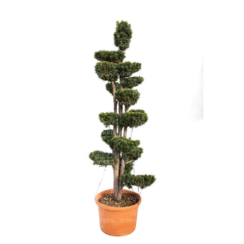 Tisa bonsai (Taxus Baccata Bonsai), h 150-175 cm, verde