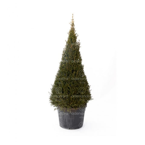 Tisa (Taxus Baccata Cono), h 160-180 cm, verde