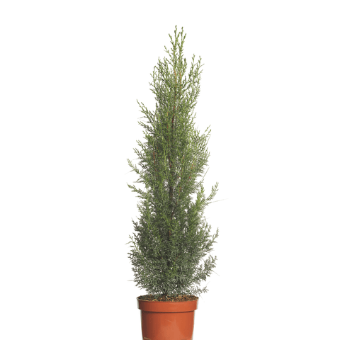 Chiparos de Arizona (Cupressus Arizonica Fastigiata) 60-80 cm