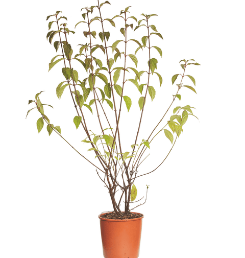 Calin de iarna (Viburnum Bodnatense Dawn) 60-80 cm