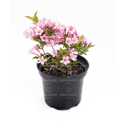 Weigela roz (Pink Poppet), h 20-40 cm