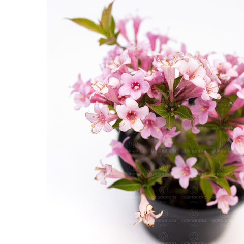 Weigela roz (Pink Poppet), h 20-40 cm
