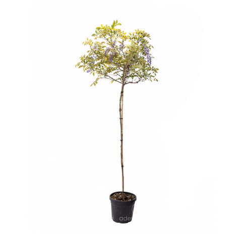 Glicina mov (Wisteria Sinensis), h 130-150 cm