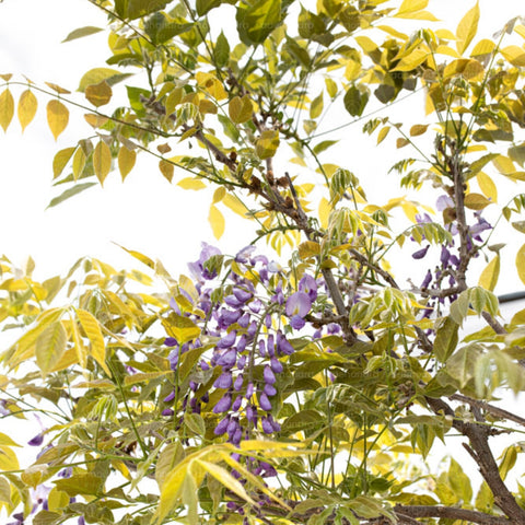 Glicina mov (Wisteria Sinensis), h 130-150 cm