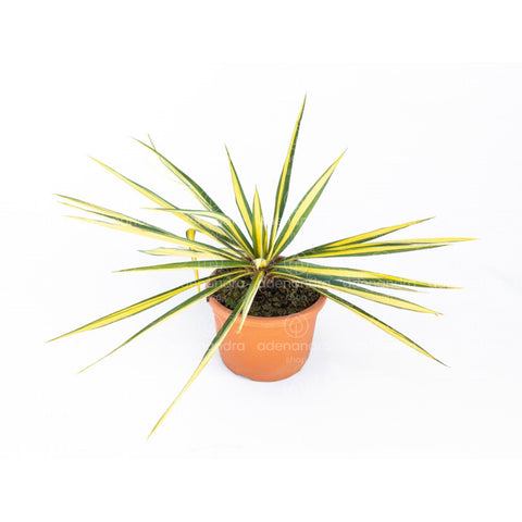 Yucca Filamentosa, h 20-30 cm, verde-galben