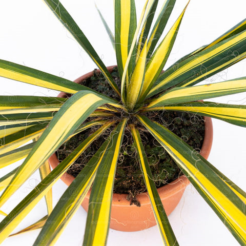 Yucca Filamentosa, h 20-30 cm, verde-galben