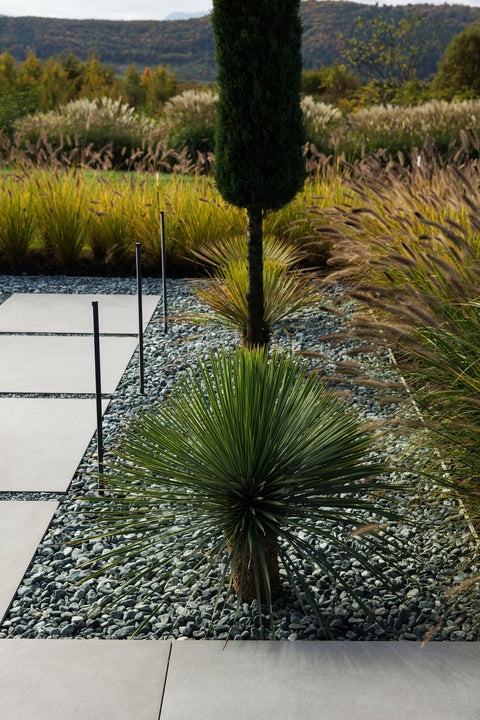 Yucca Rostrata Pálma, 80-100 cm