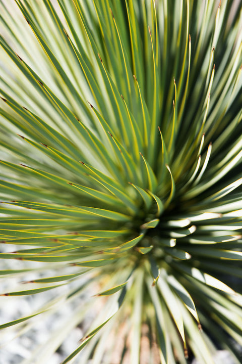 Yucca Rostrata Pálma, 80-100 cm