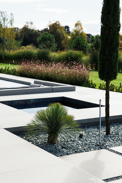 Yucca Rostrata Pálma, 80-100 cm