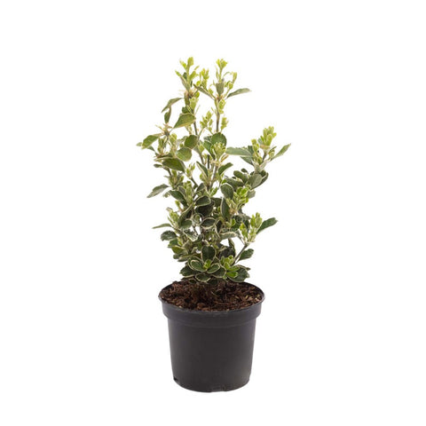 Salba japoneza Bravo (Euonymus Japonicus Bravo) , h 40-50 cm
