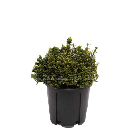 Euonymus Macrophillus Aurea
