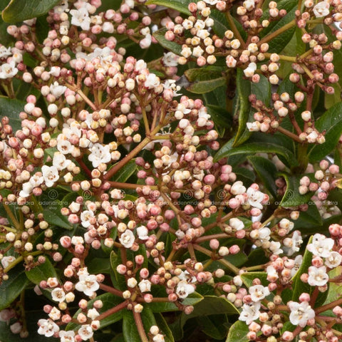 Viburnum Tinus, 60-80 cm