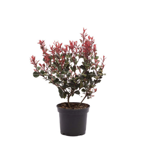 Photinia Fraseri Red Robin, h 25-35 cm, diam 30-40 cm