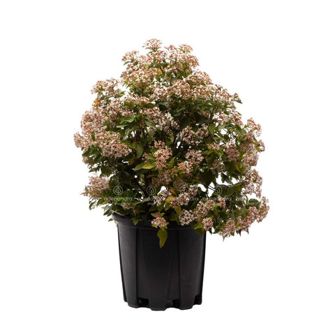 Viburnum Tinus, 60-80 cm