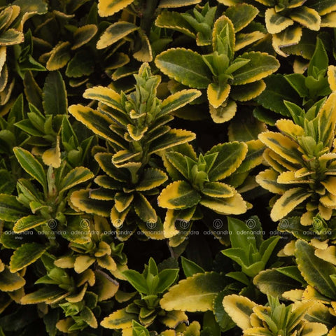 Euonymus Macrophillus Aurea
