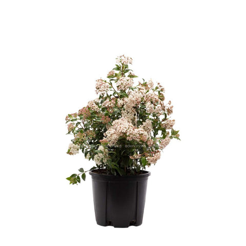 Viburnum Tinus, 40-60 cm