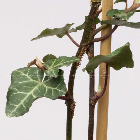 Iedera (Hedera Helix Hibernica), 80 * 100 cm