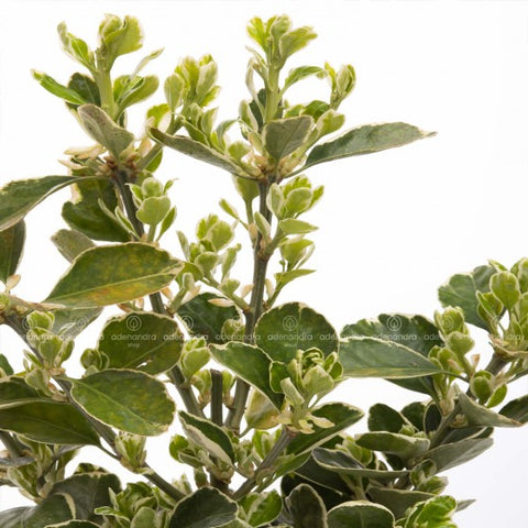 Salba japoneza Bravo (Euonymus Japonicus Bravo) , h 40-50 cm