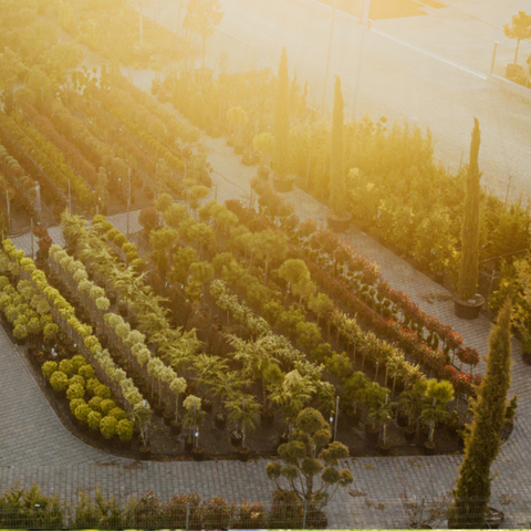 Adenandra Garden
