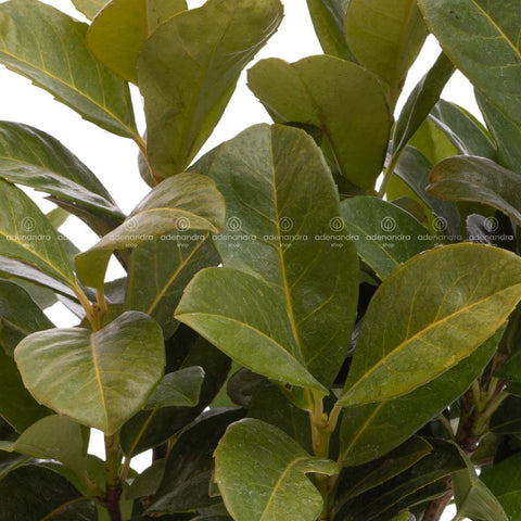 Laur englezesc (Prunus Laurocerasus Etna), 40-60 cm, gard viu