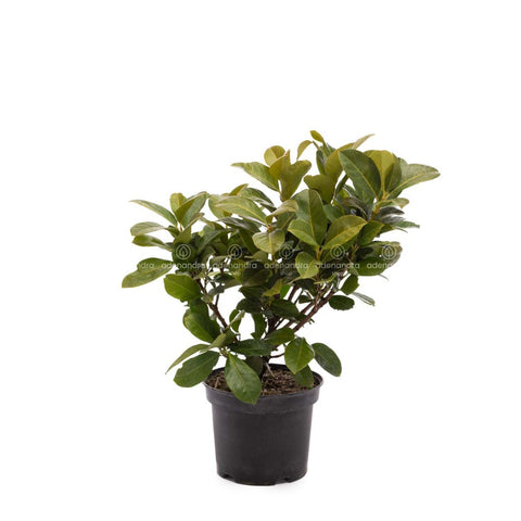 Laur englezesc (Prunus Laurocerasus Etna), 40-60 cm, gard viu