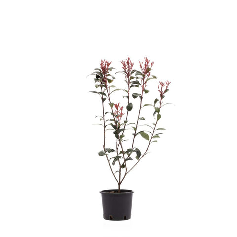 Photinia Fraseri Red Robin, h 60-80 cm