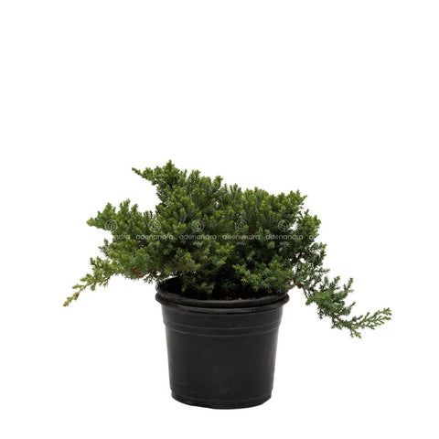 Ienupar tarator (Juniperus procumbens Nana)