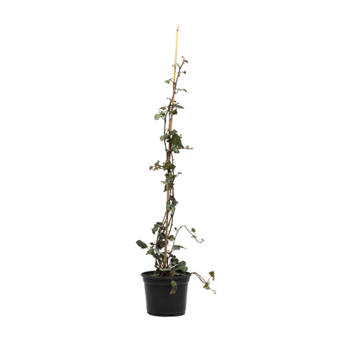 Iedera (Hedera Helix Hibernica), 80 * 100 cm