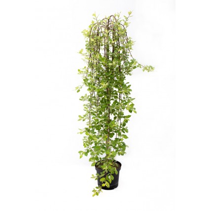 Salix Caprea Pendula, Salcie plangatoare, h 120-140 cm, verde