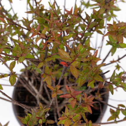 Abelia Grandiflora, h 35-40 cm, verde-rosu