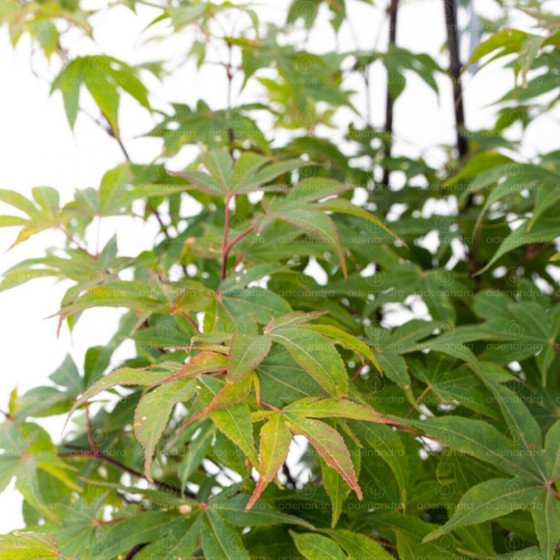 Acer Palmatum Osakazuki, h 100-125 cm, verde, (artar japonez)