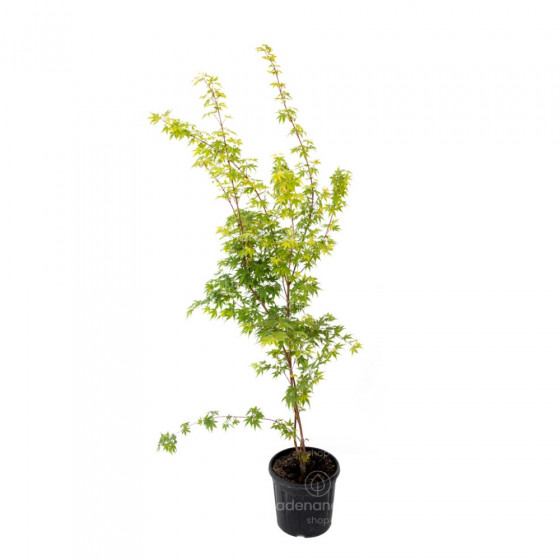 Acer Palmatum Sangokaku, h 125-150 cm, verde-galben, (artar japonez)