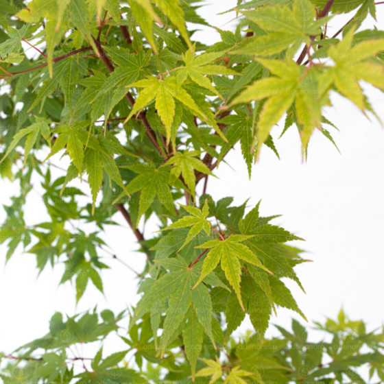 Acer Palmatum Sangokaku, h 125-150 cm, verde-galben, (artar japonez)