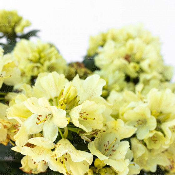 Rhododendron Hybridum, h 70-80 cm, galbena
