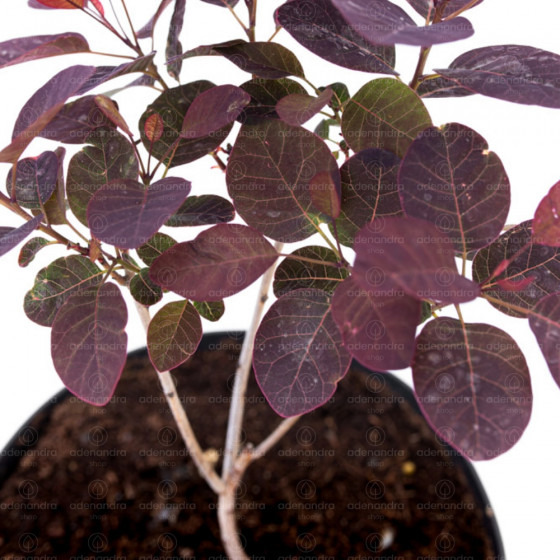 Cotinus Royal Purple, h 20-40 cm, rosu-purpuriu
